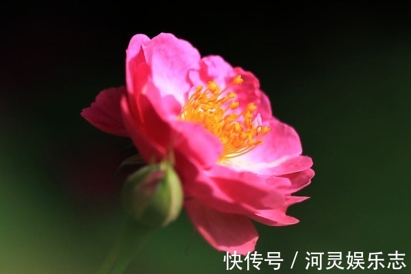 富婆命|“一辈子不缺男人”的4大生肖女,不缺钱不缺爱,典型的富婆命!