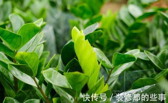 养殖|室内盆栽：金钱树、长寿花的养殖方法