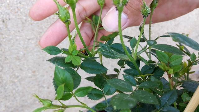 月季花怎么养开花多 掌握以下几个小技巧让月季花不断的开。