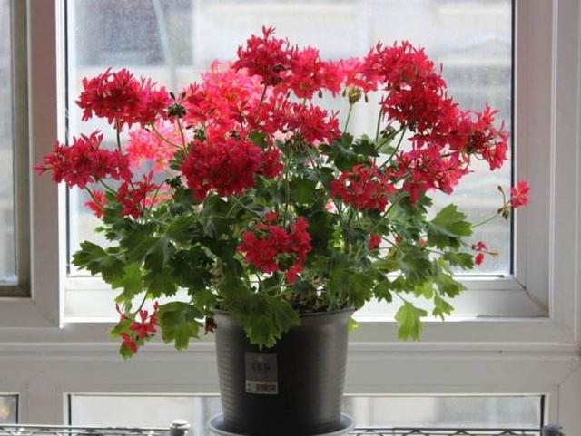 秘密|养花的秘密小盆养好花,大盆养死花,知道为什么吗