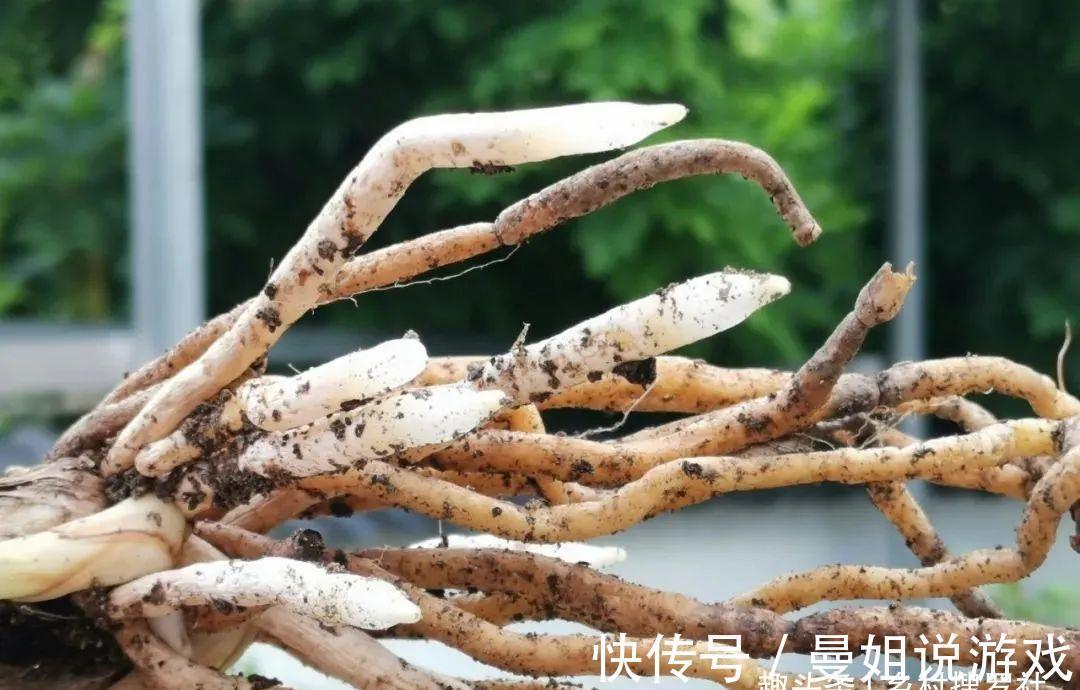 这样制作兰花植料,兰花不会烂根,花苞也更饱满