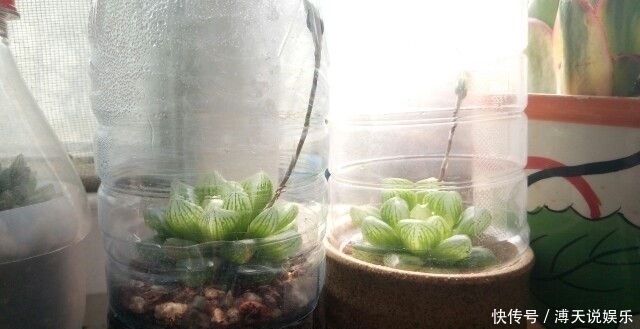 妙招|家庭养花，塑料瓶是“宝贝”，学会5个使用“小妙招”，一生受用