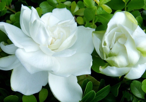 花期超长的植物,花开百日不谢,开成大花球,花开一茬接一茬