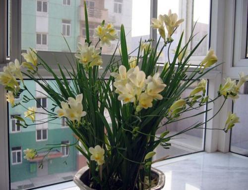 3种花是“阴生花”,不怕没有“光”,家里越“暗”长得好