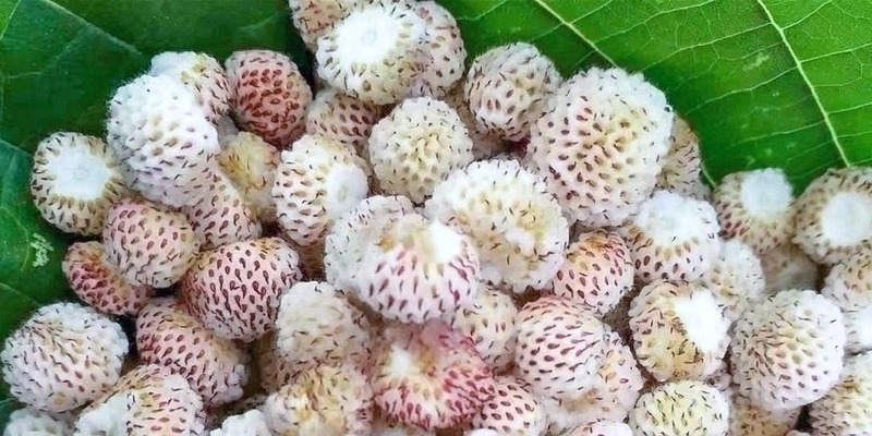 果肉|常误认含毒不能吃,却香甜如蜜,一斤卖30元,可惜农村少见