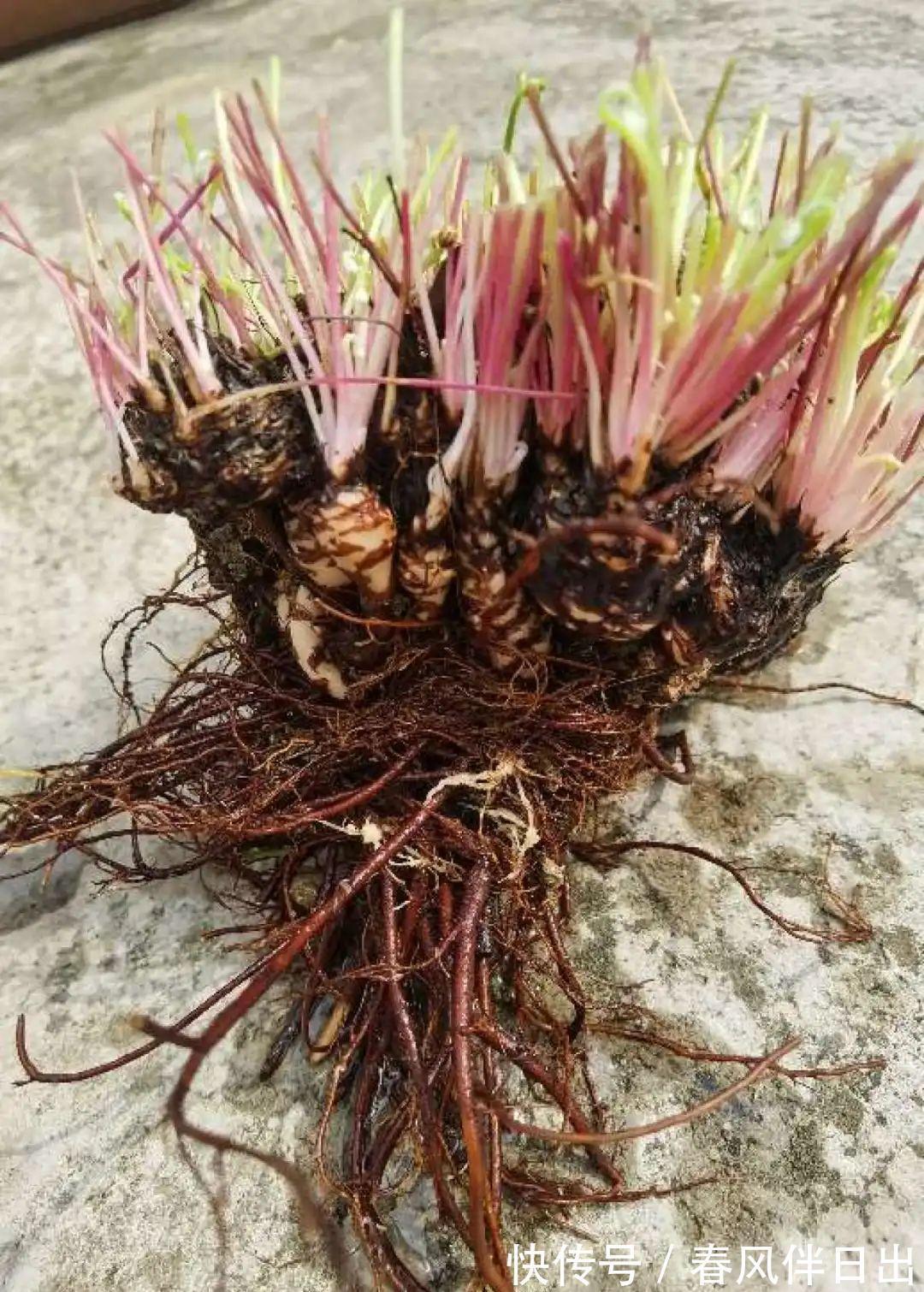 白檀|养到烦人的花,盆都不够用,扔掉还很心疼