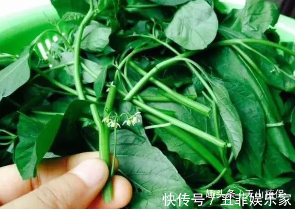 野菜|农村常吃的几种野菜，城里人当“稀罕货”，10元一斤不一定买得到