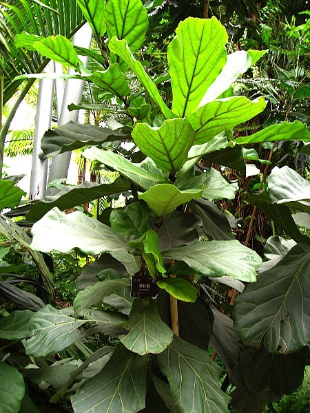 北方家里当宝的花,南方大马路上全都是,我酸了!