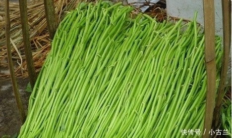种蔬菜|在中国2毛一斤没人买,在美国却比肉还受欢迎,老外:真好吃