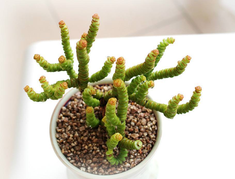 多肉“钱串景天”这么养!几个月就能叶色出锦、疯长爆盆!