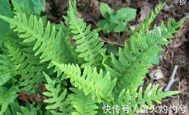 养花儿|以下2种花哪怕再丑也要养,不仅是家里的守护神,还能镇宅!
