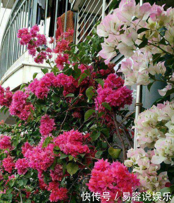 月季|这“4种花”,耐高温,开花多,种在屋顶、露台,开成漂亮小花园