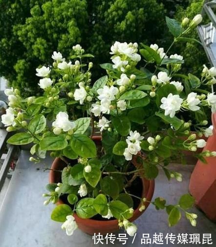 喝水|这些花,命太大,成桶成桶喝水,烈日下开花,开爆整个夏天