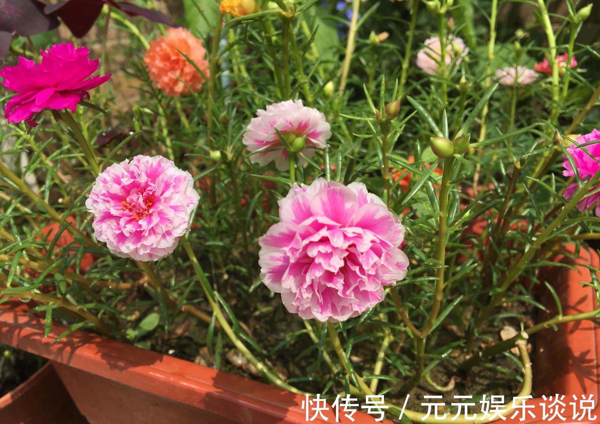 阳台上|太阳花怎么过冬？用一种方法，顺利过冬，来年开花更多更美