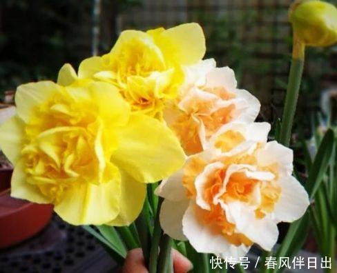 家里养这几款植物,娇小不占地,花朵美轮美奂,你一定会喜欢!