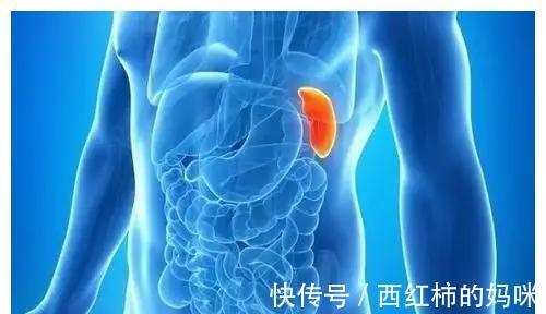 免疫功能|小病不断,免疫力低下?多半是脾虚“惹的祸”,1种中药统统搞定