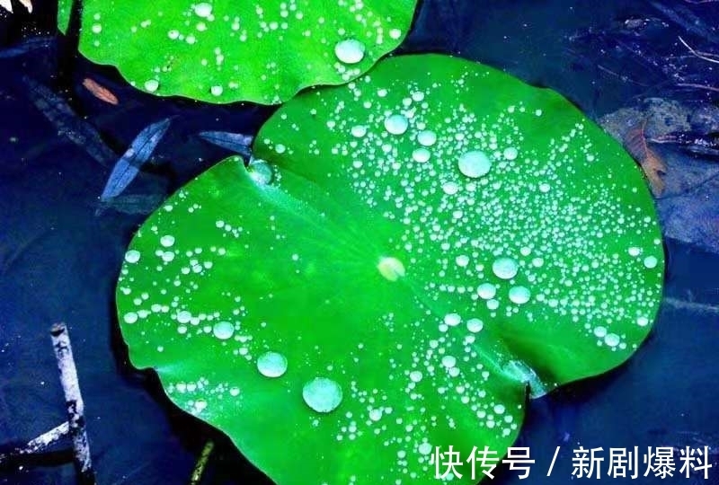 郑玉玲|白露诗词:人间最美是白露,祝君岁岁长安康