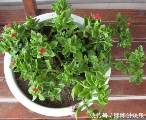 洗衣粉养花妙用学2招,使它来杀虫、催花,早知道早受益