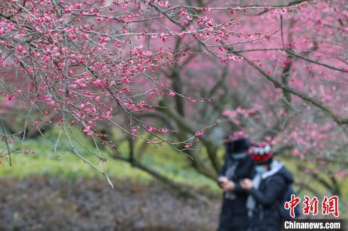 市民|贵阳双龙生态公园梅花绽放吸引市民