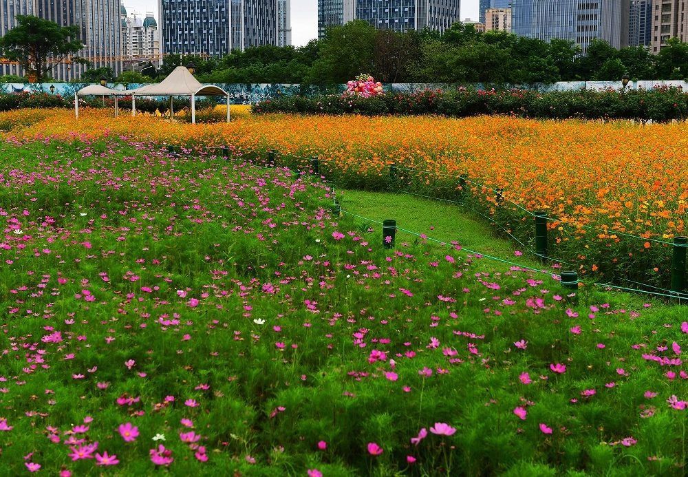 解放公园 谁道人间四月芳菲尽？武汉六月盛芳菲