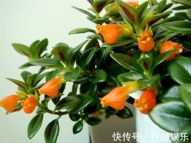 分分合合|几种花卉,养在家里飘香四溢,好养易爆盆,十分的清新靓丽