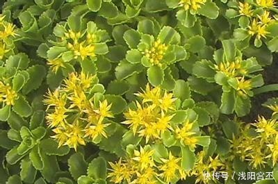 6种花,治蚊子,比蚊香还管用,夏天养10盆也不嫌多!