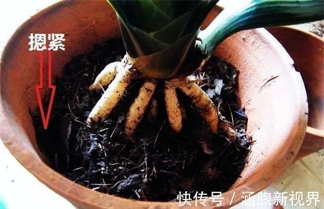 花生壳|君子兰吃点“小颗粒”，长速就像“大白菜”，1年冒5对“油绿叶