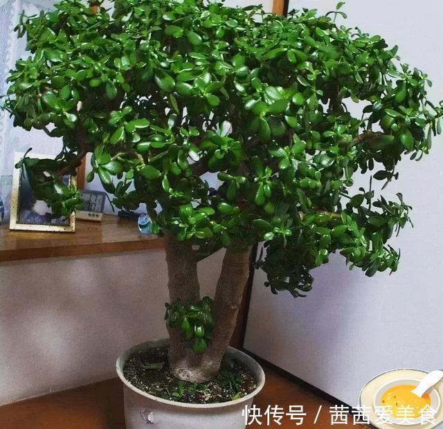 盆栽|客厅有树,十有九富!6种“富贵树”,贵气好养,旺家又吉利