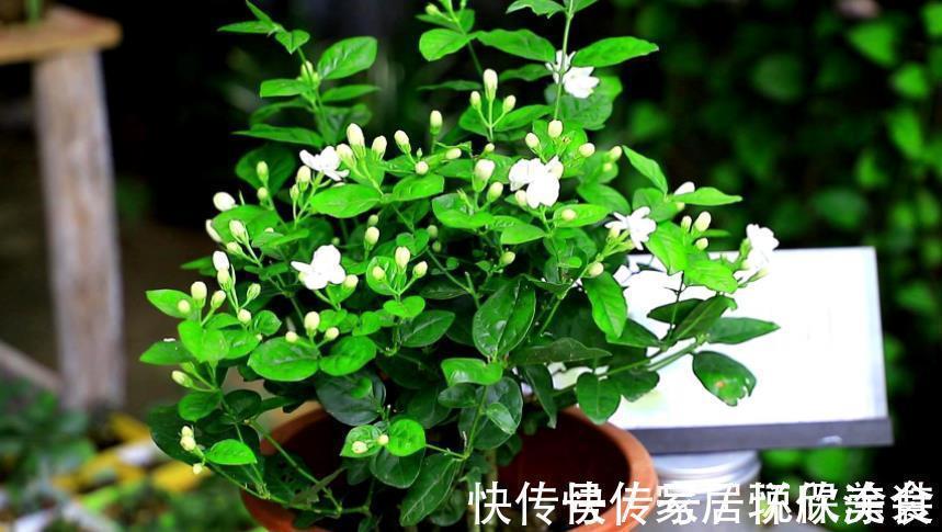 自来水|茉莉花,天生就是“醋坛子”!夏季1个月浇3次,叶不黄开花旺