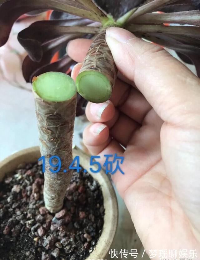 法师|秋天多肉砍1刀,立马爆出一圈芽,1盆变10盆不花钱