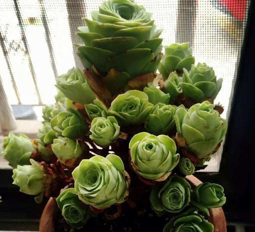 养多肉，就养这种“玫瑰花”，好养又好看，摆角落，也能花开不断