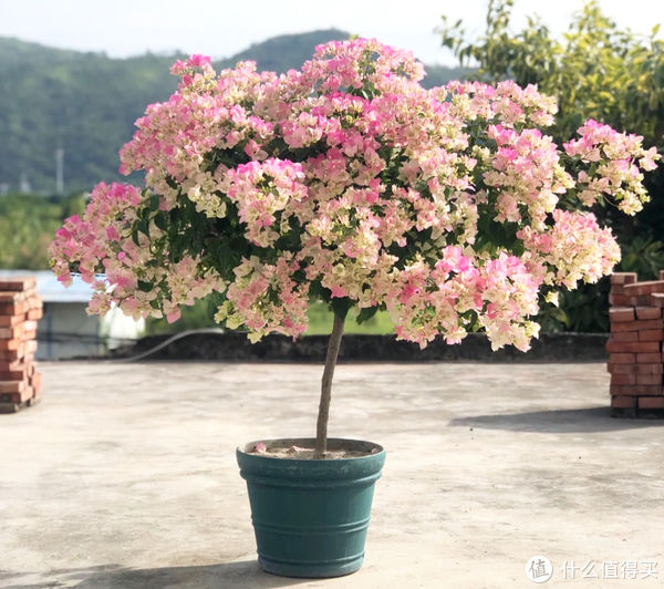 过年必备盆栽 | 20款好看易养的懒人绿植，拼多多店铺低至3元起！附养护心得