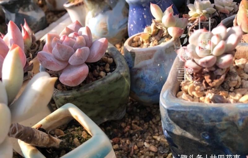 廿六|夏天不敢给多肉浇水?一个小妙招,轻松解决难题,适合新手和懒人