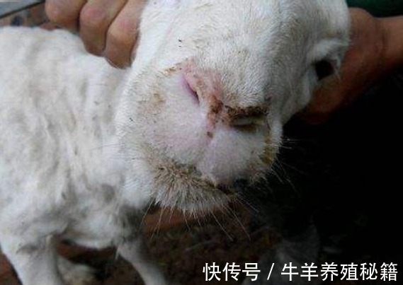 口蹄疫|小羊羔口疮的快速治疗方法,小羊羔得口疮病怎么治疗?快收藏吧