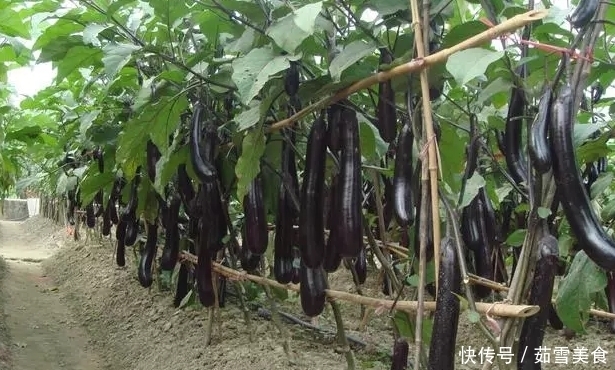 买茄子时,挑“直的”还是“弯的”?很多人不懂,难怪茄子不好吃