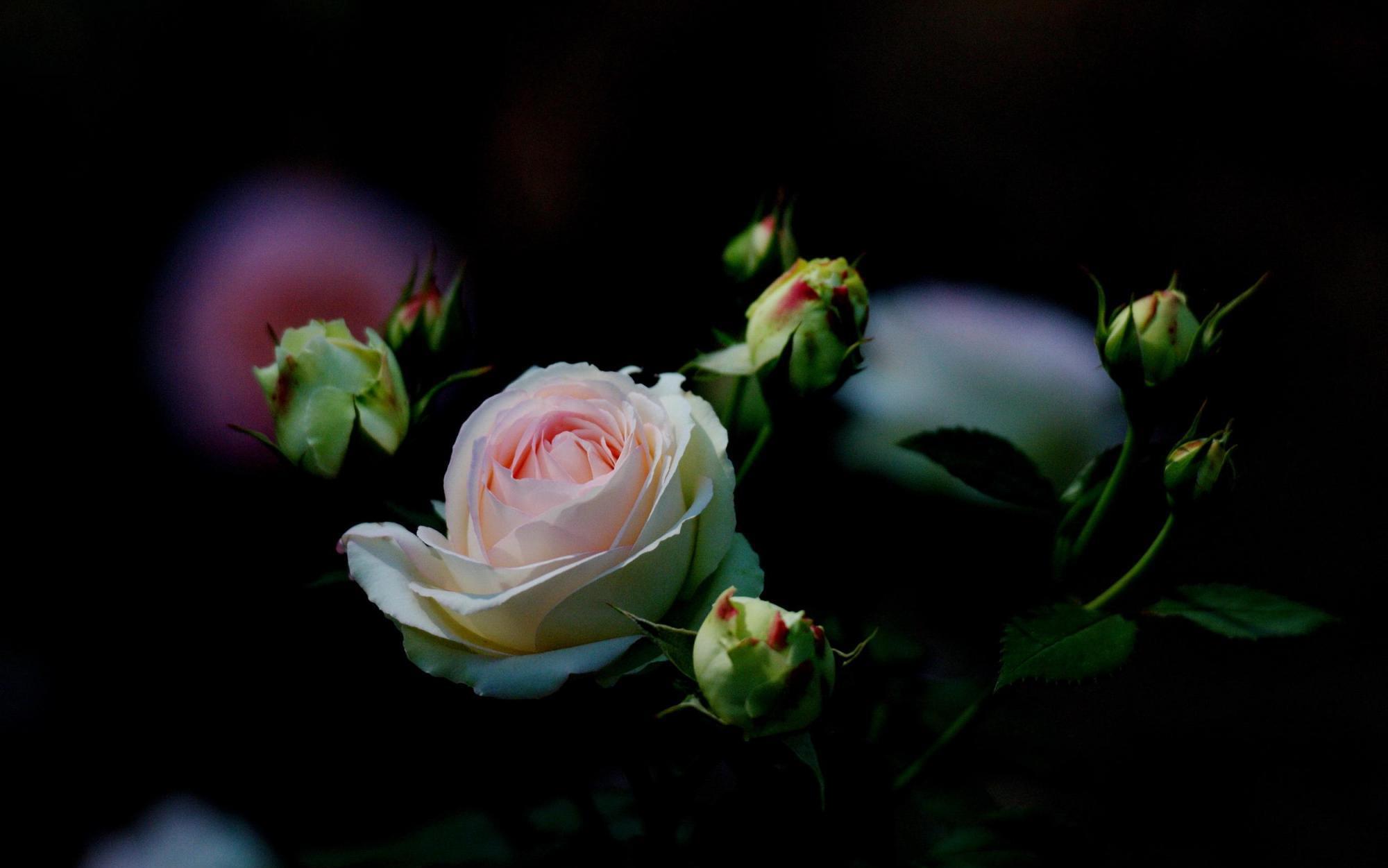 开春养什么花？想早点看花，养这3种，还好养