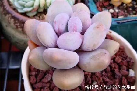 丽人|多肉十大美人,太阳一晒脸就红,胖成球的最好看!