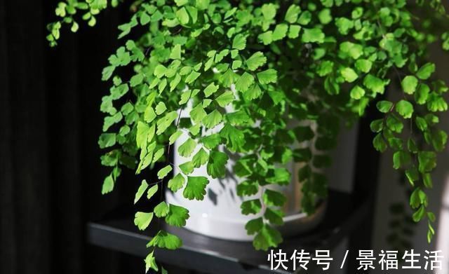 雨水|7种花夏天爱淋雨,越淋长得越欢,多淋几次,肥料都省了