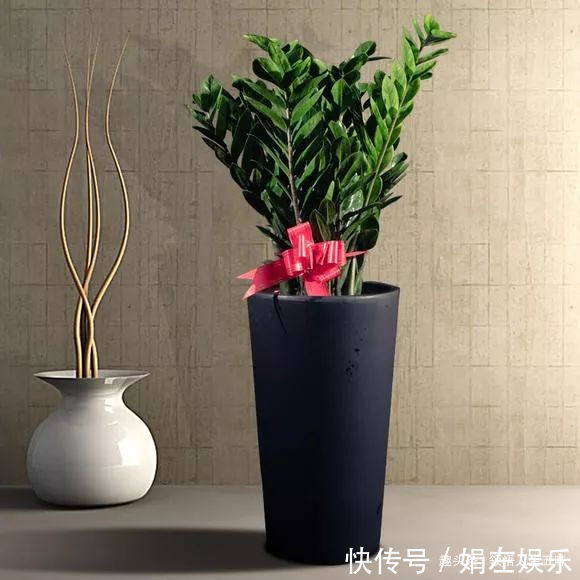 8种与“财”有关的植物,家里养几盆,招财旺宅,人人都喜欢!