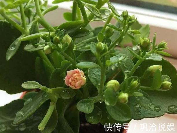 植物|秋养长寿花、蟹爪兰,3方面打好基础,9、10月就能嗖嗖开花