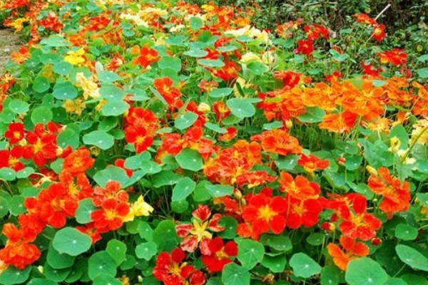 此花堪称“国色天香”，寓意炙热的爱情，也象征喜庆的爱国之心！