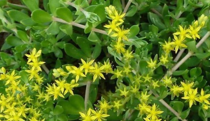 鼠牙|人称“垂盆草”,价格珍贵,这东西路边很多,别当杂草