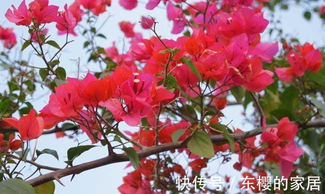 光照|养花试试这几款，浇水过多又不通风的话会容易烂根