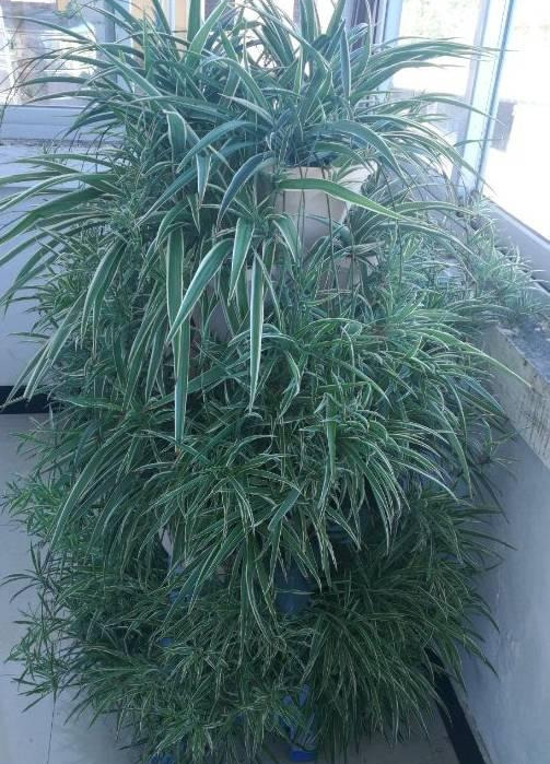 橡皮树|君子兰肥到流油,长寿花开不断,原来他用了这个小方法!