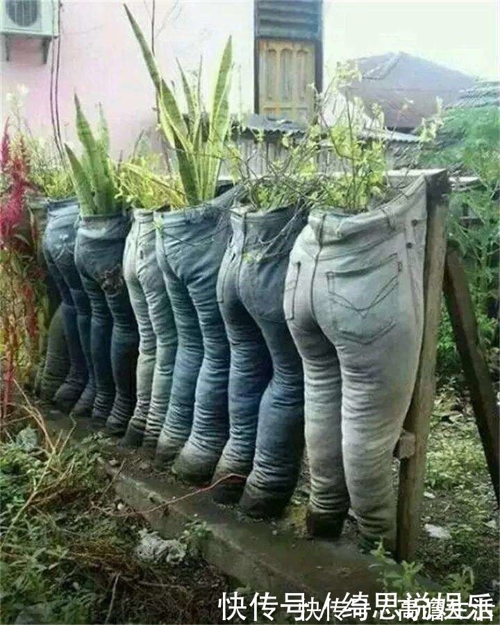 花盆|他用这东西养花,把半夜踩点的小偷吓半死,长势旺到不行!