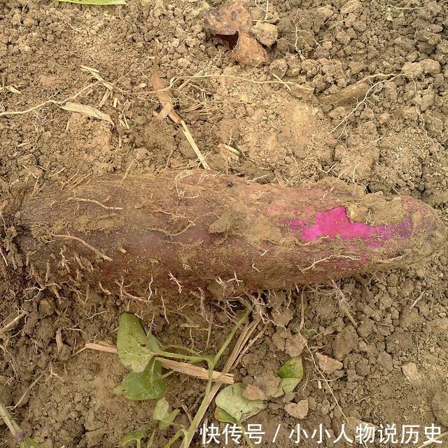 南方特有的山药脚板薯，酷似人脚板，曾是救命粮，如今山村才有