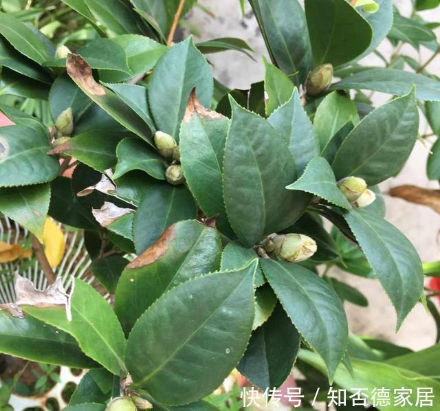 秋天养茶花,避开四怕,不黄叶不掉苞,年年开花