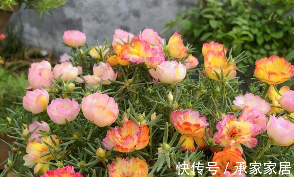 太阳花|8月中旬,养花首选这5种,爱开花不说,关键是好养