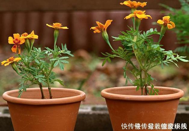 绿萝|太多人不知道,在家里放上这几款植物,既能驱蚊还能吸甲醛