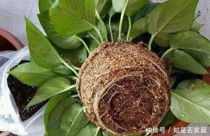 秋天|秋天养花换盆,少做1件事,就等于白换了,浇水施肥也白搭